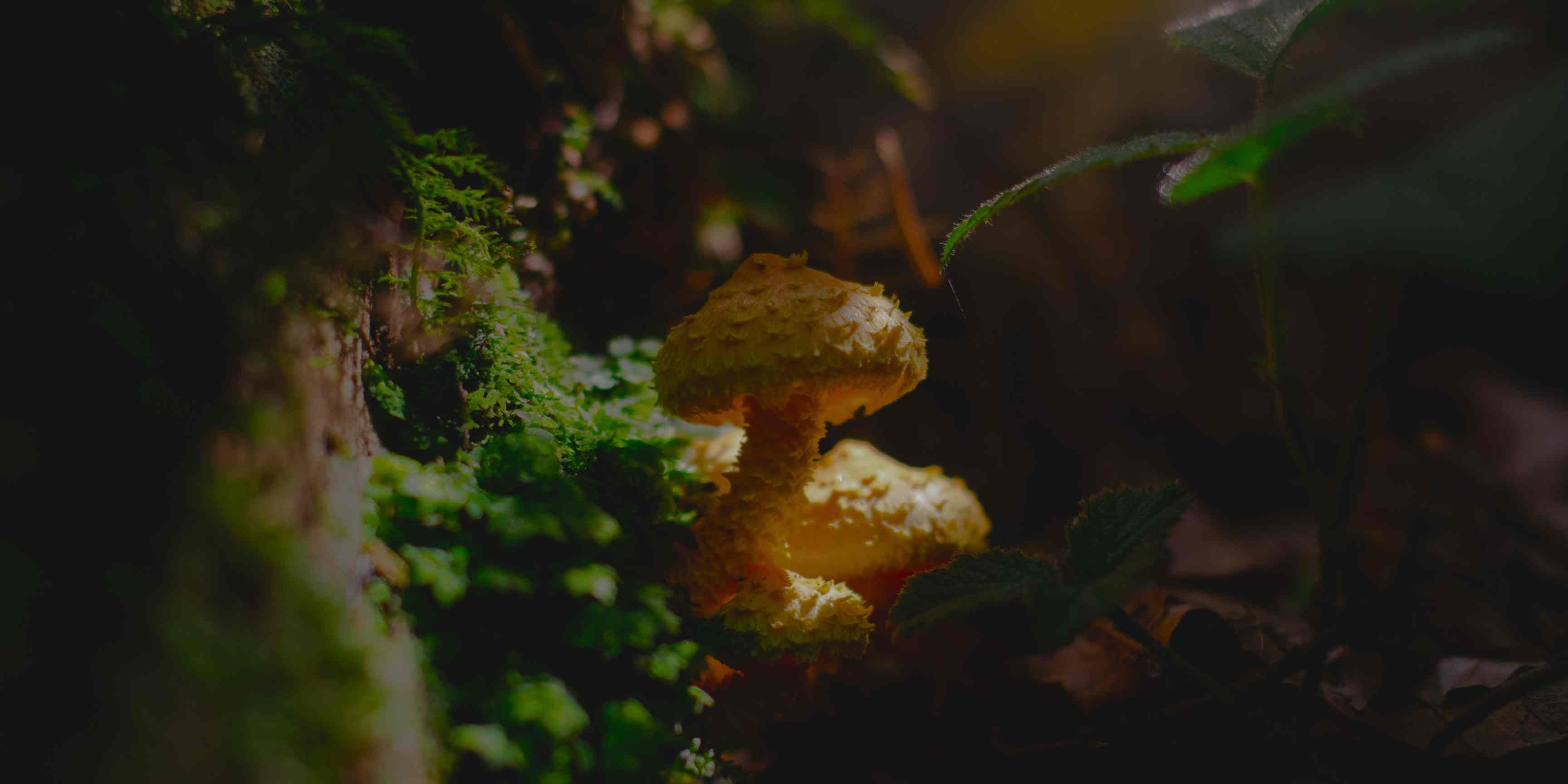 mushroom supplements